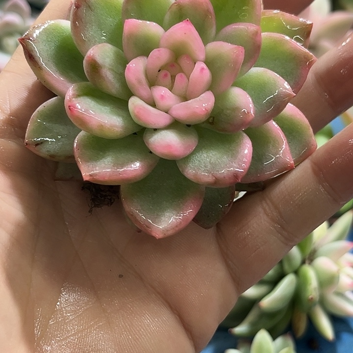 516冰月亮锦炸多肉植物粉腹轮