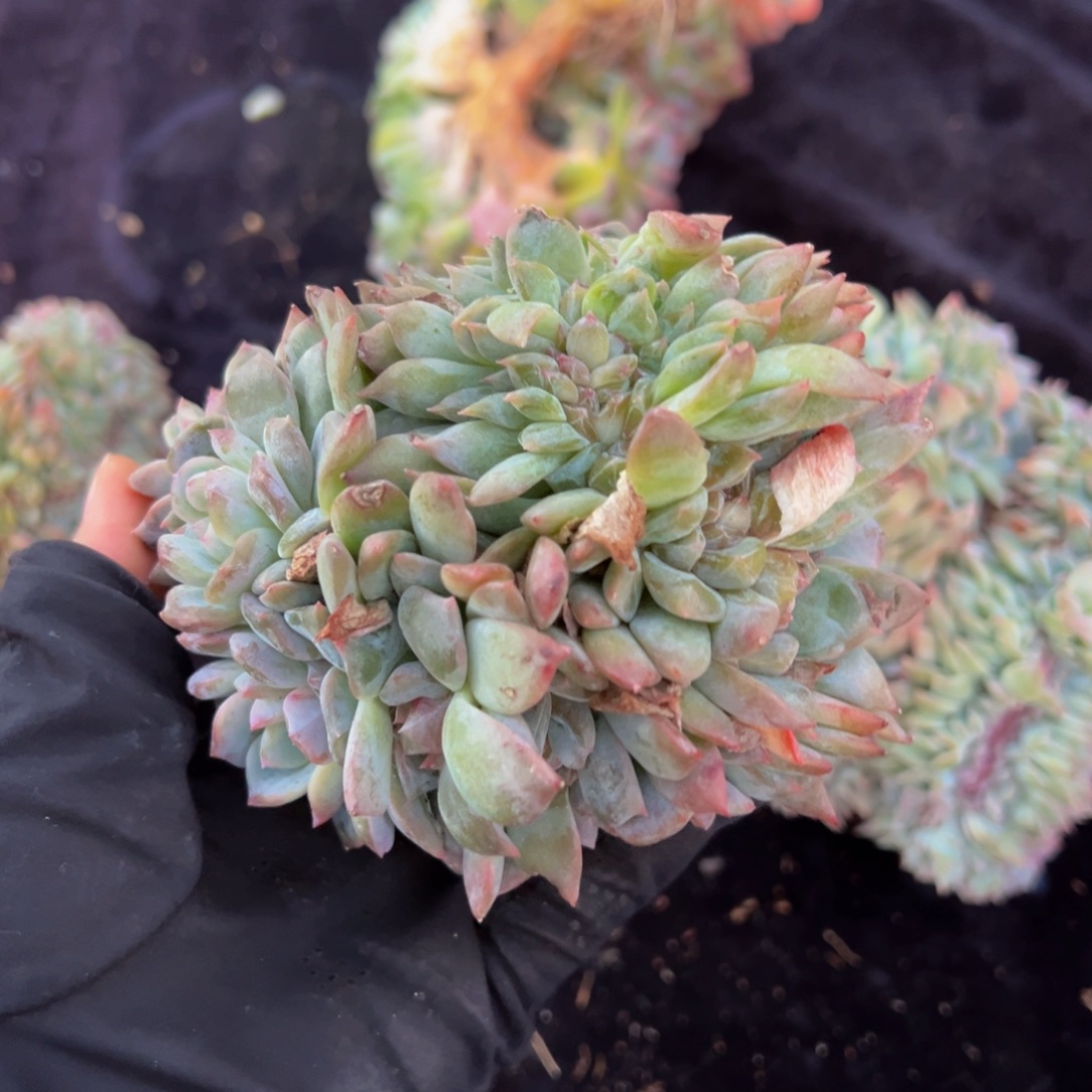 水蜜桃冰魄缀微瑕