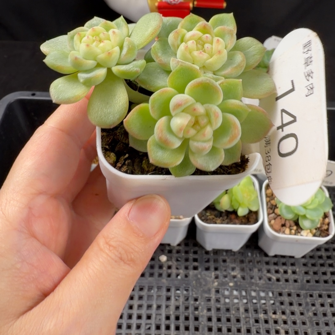 财富密码1四头群140号