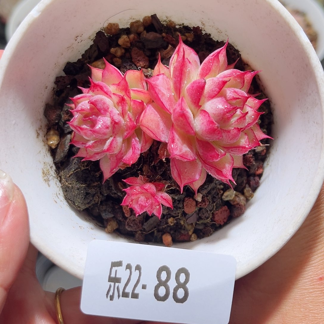 乐22-88女王不包整