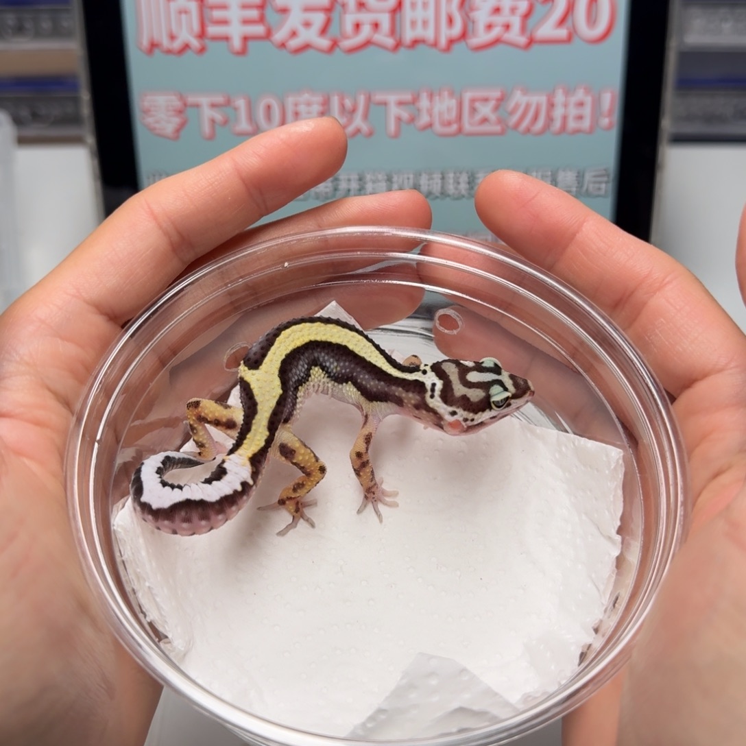 豹纹守宫土匪妹妹