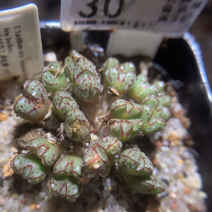 精品生石花123.30