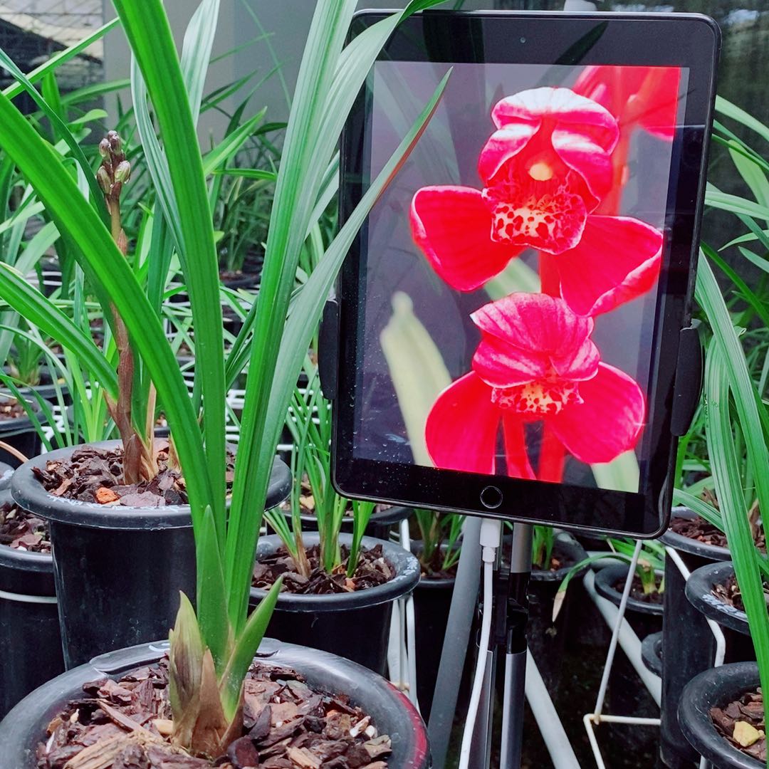 大部分花苞少量开放