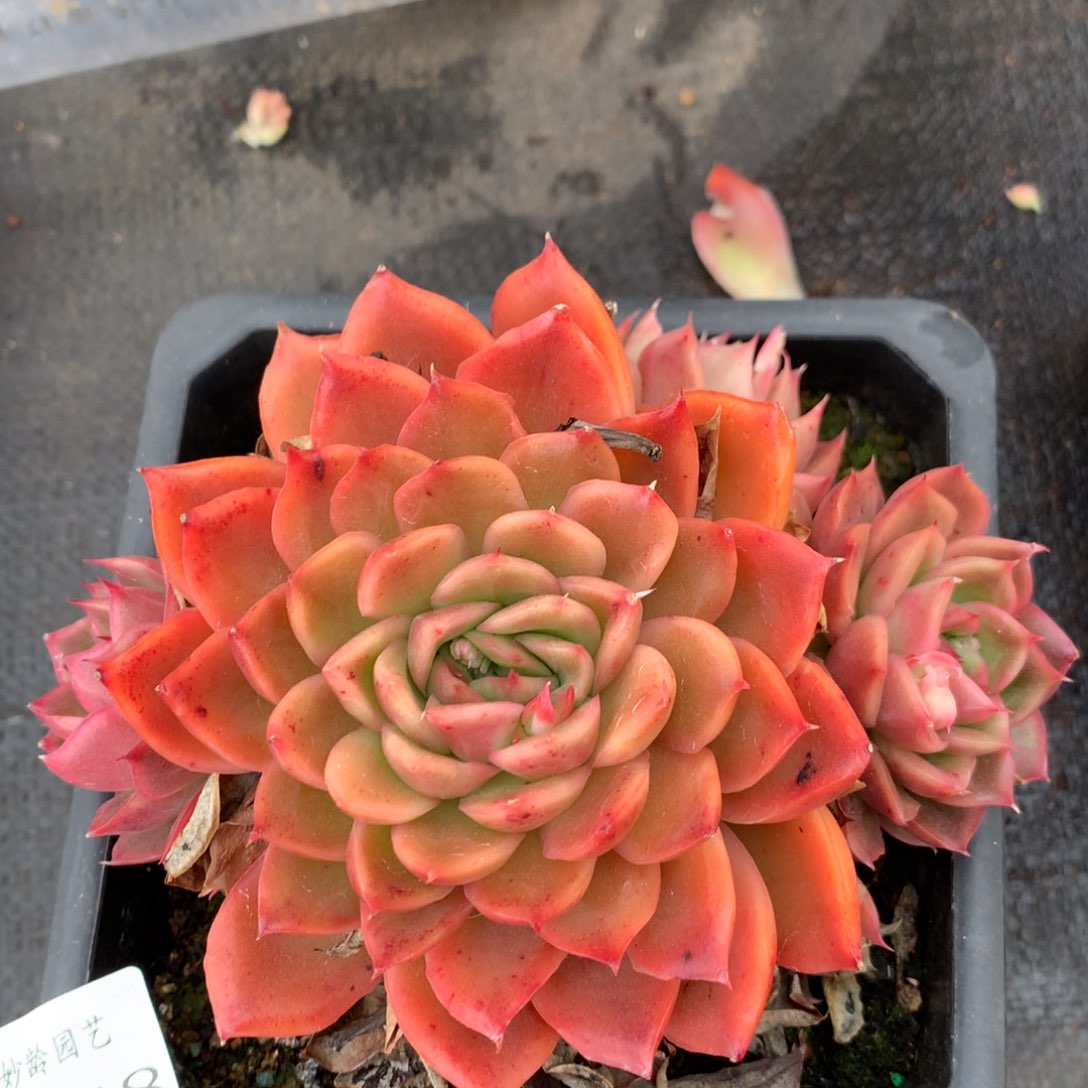 1148 杂交精品基地13厘米