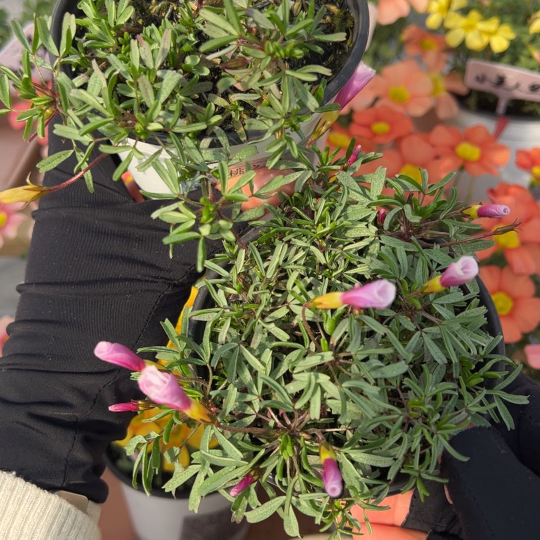 小****车桃之辉两盆组