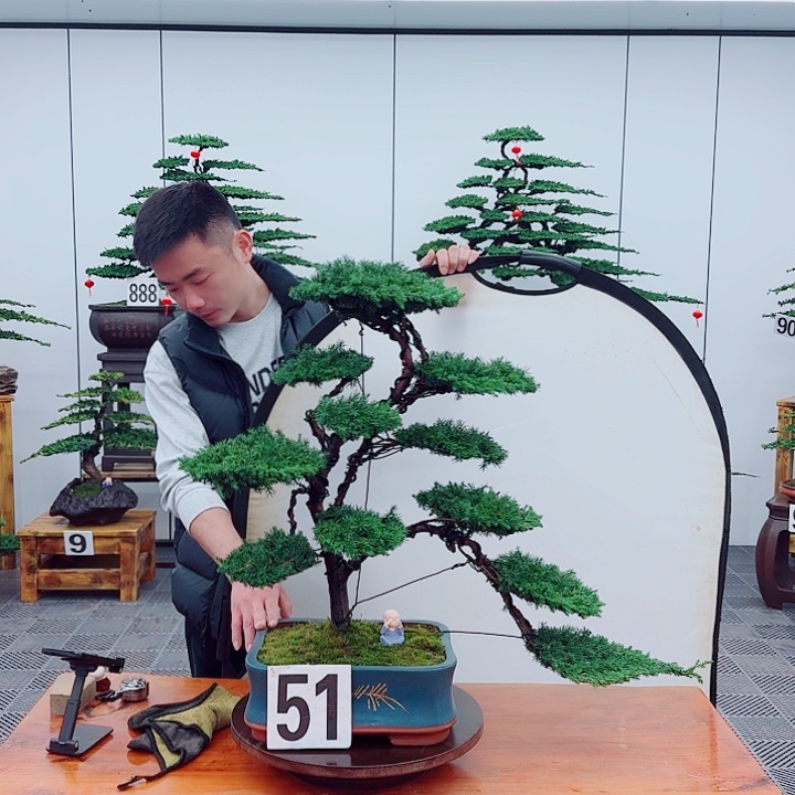松树盆景一物一拍