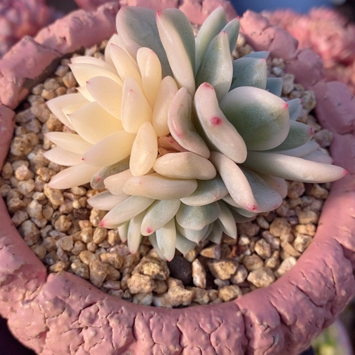 梦露锦 韩货精品