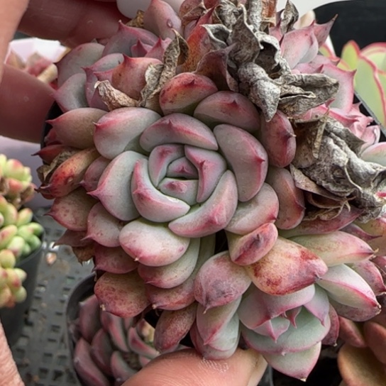 123马赛尔一物一拍多肉