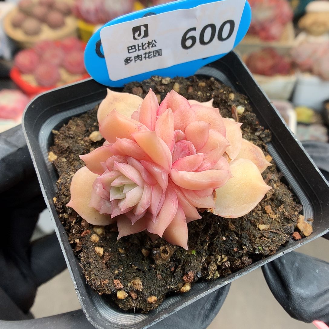 600 昂斯诺石化多肉