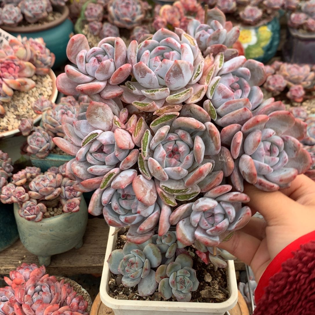 哈哈哈哈哈哈哈哈5