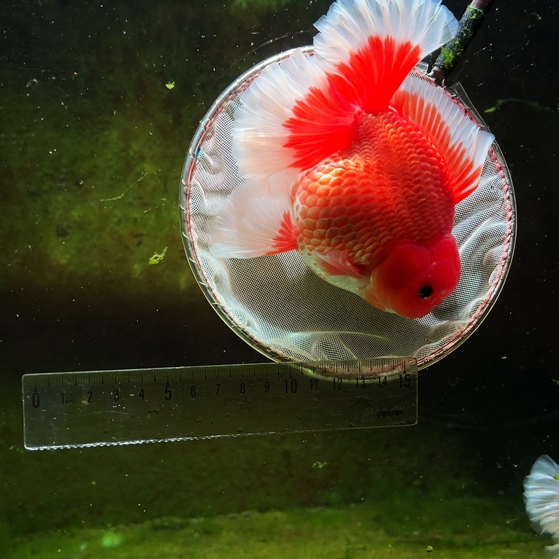 金鱼冷水金鱼百褶泰狮