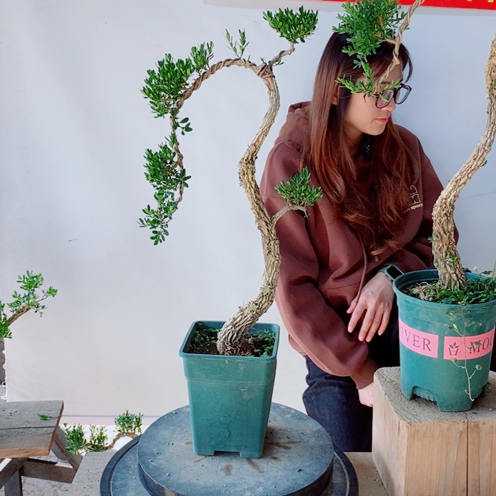 无花朵风***）广东黄杨