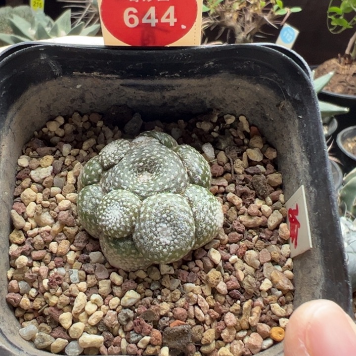 自根松露玉群3.4cm