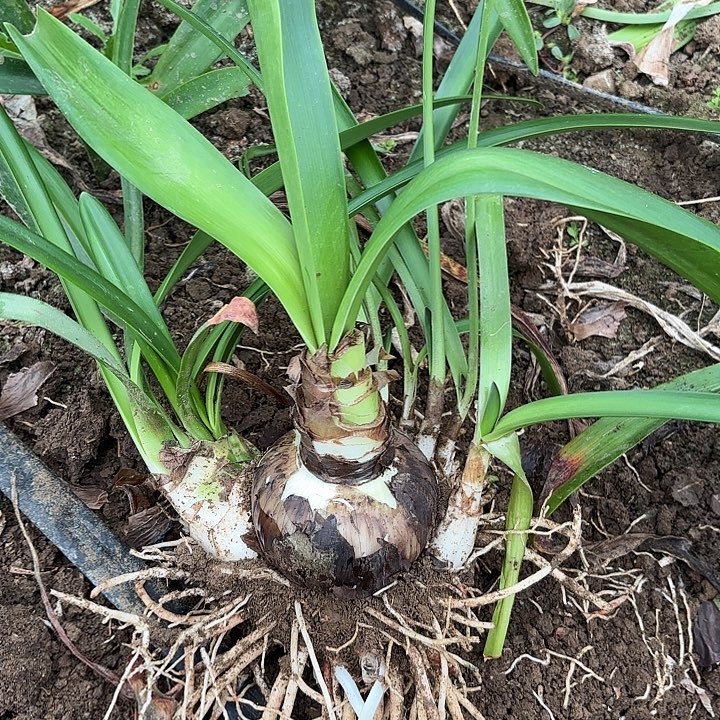 棒***ㄣ无花朵盲盒安吉拉开花不售后7783