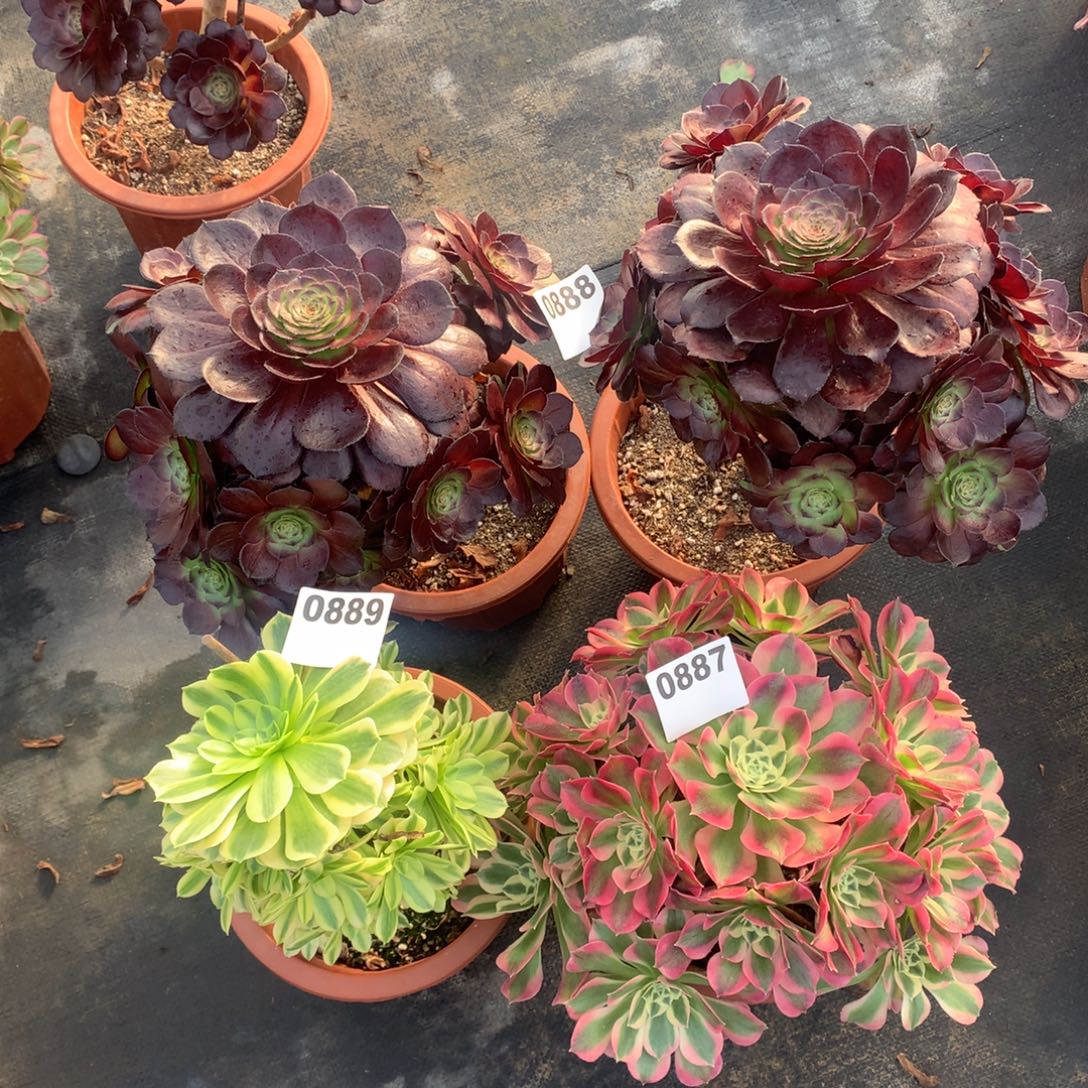 黑美人888两颗翡翠889白风887组合福利5500000