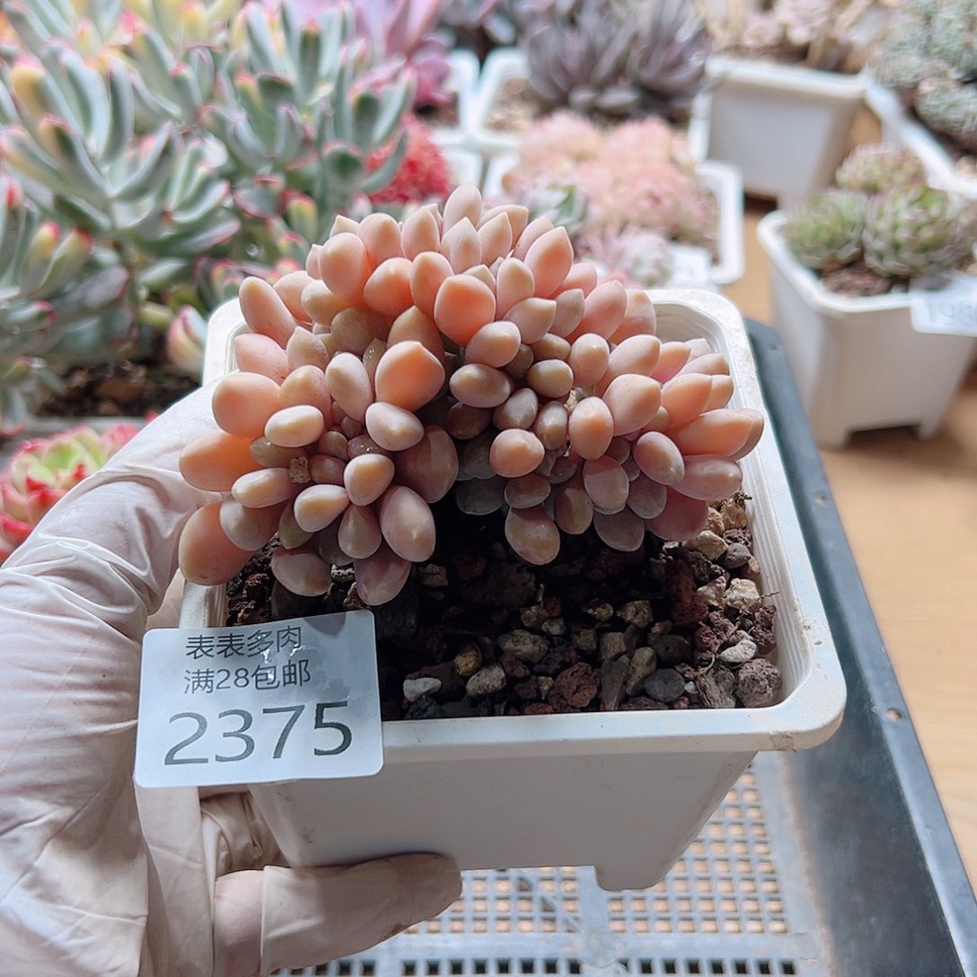 多肉一物一拍2375