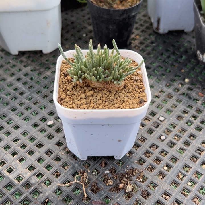 红花韧锦，一物一拍，带盆