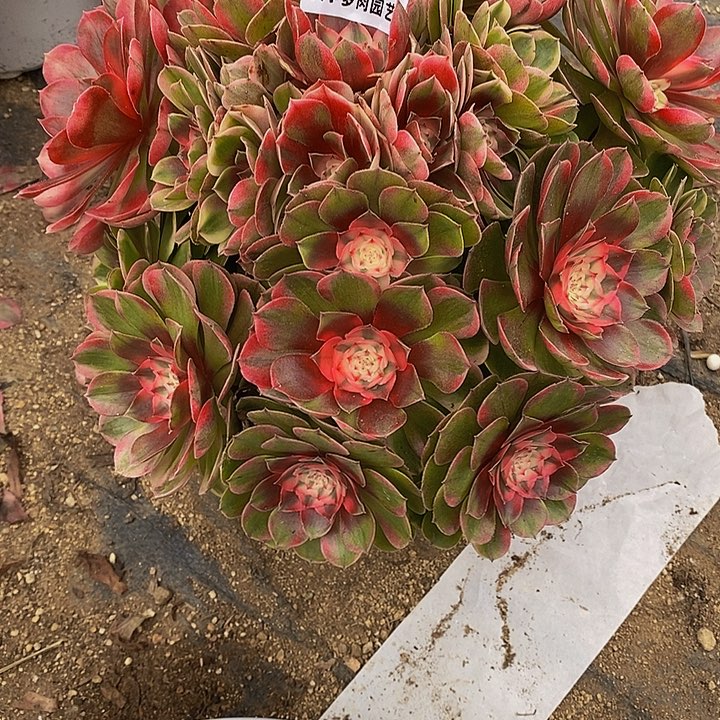 多肉植物荔枝680多肉