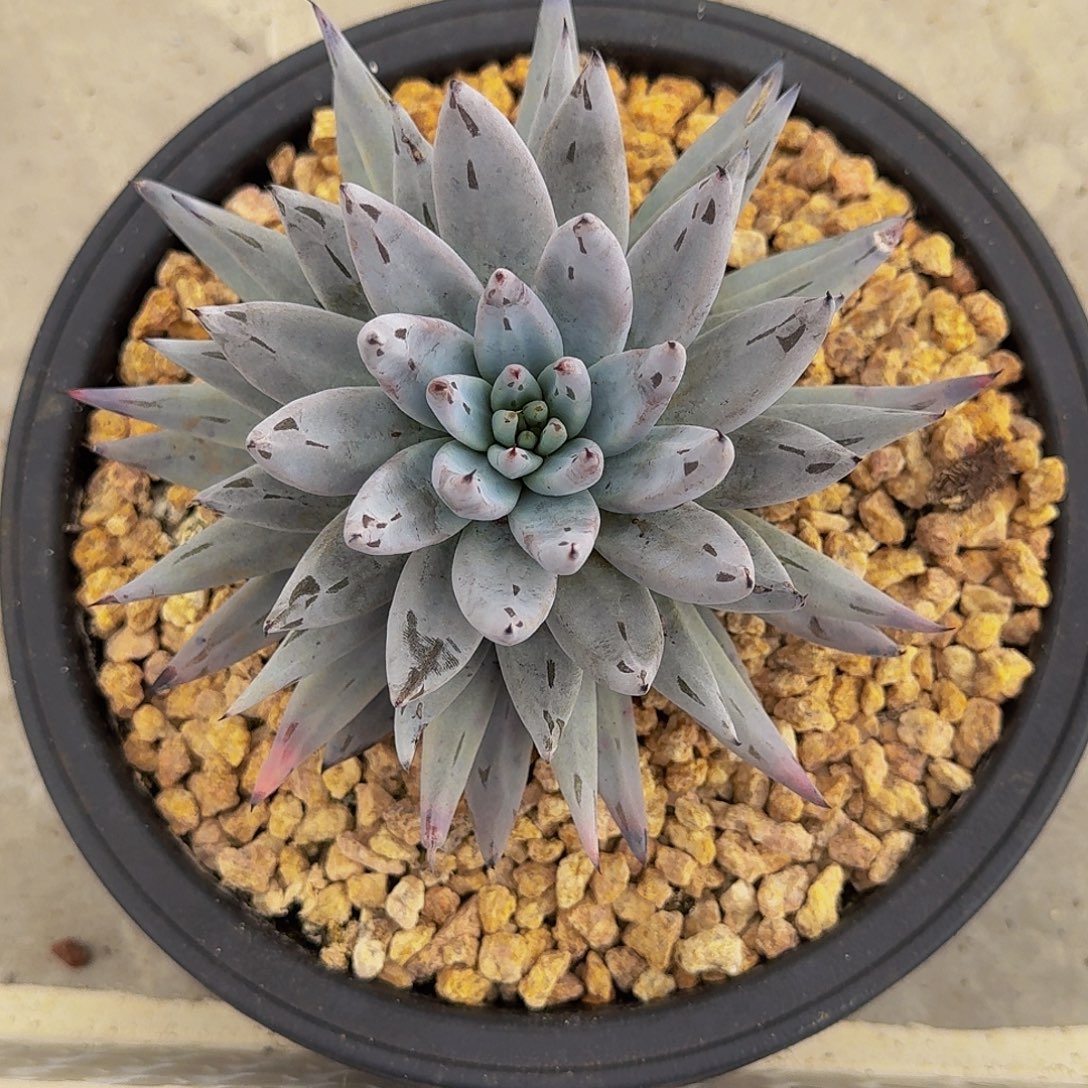 魔爪 单头 一物一拍