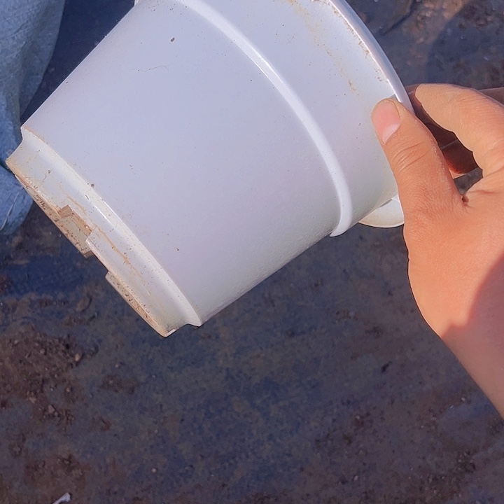 白色加厚圆盆口径20高15发12个