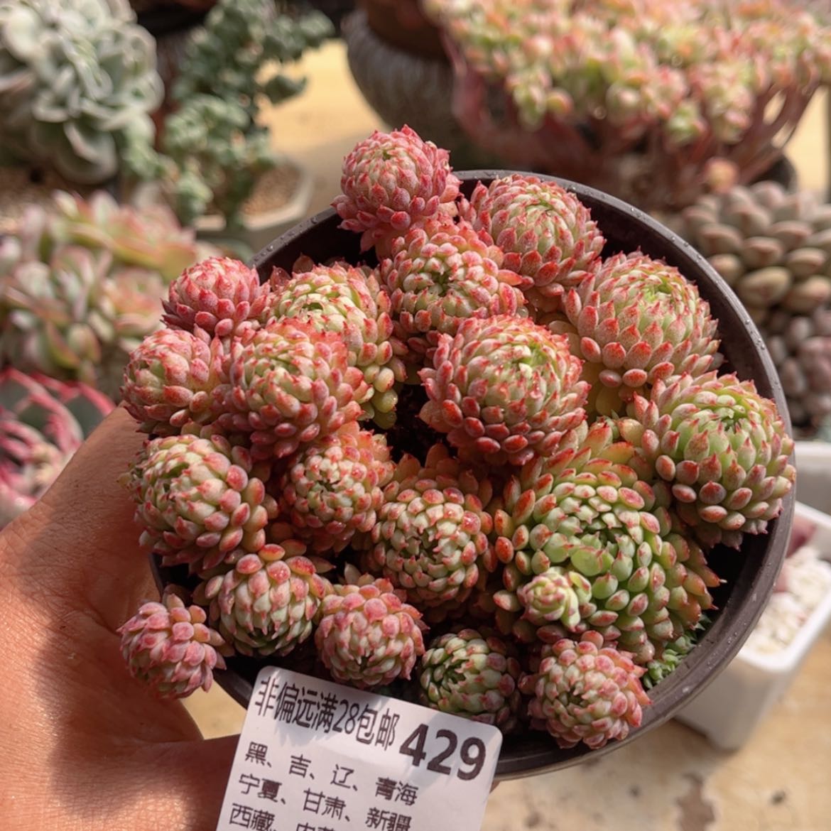 【闪购商品】429小红船