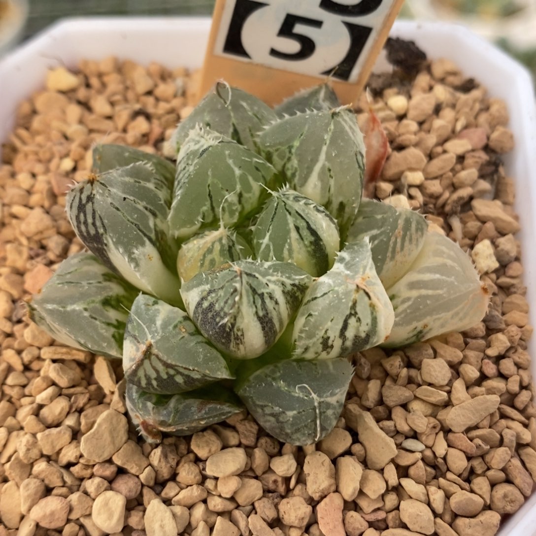 73大叶楼兰玉露锦