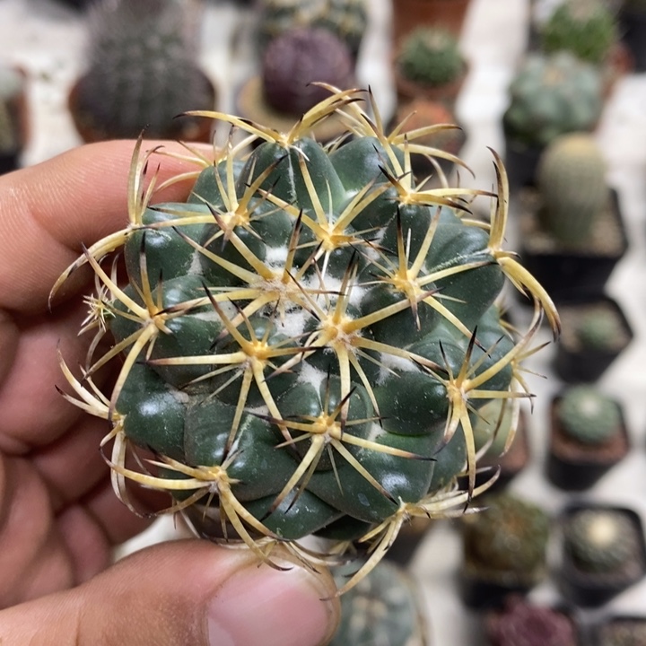 实生天丝象牙特价