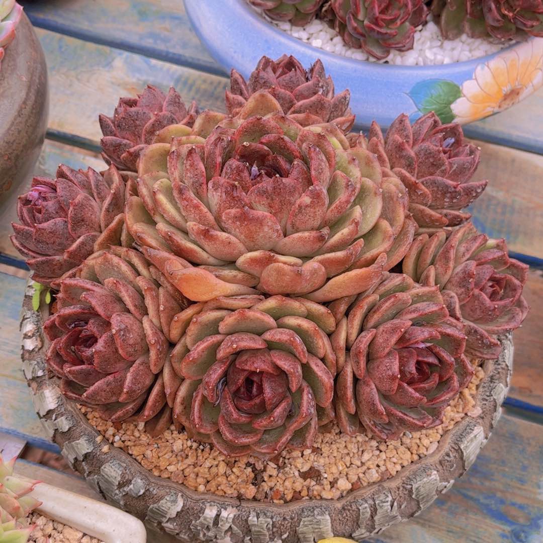 无*多肉植物组合