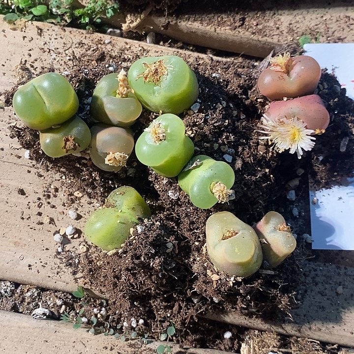 5369。    一组毛毛。    