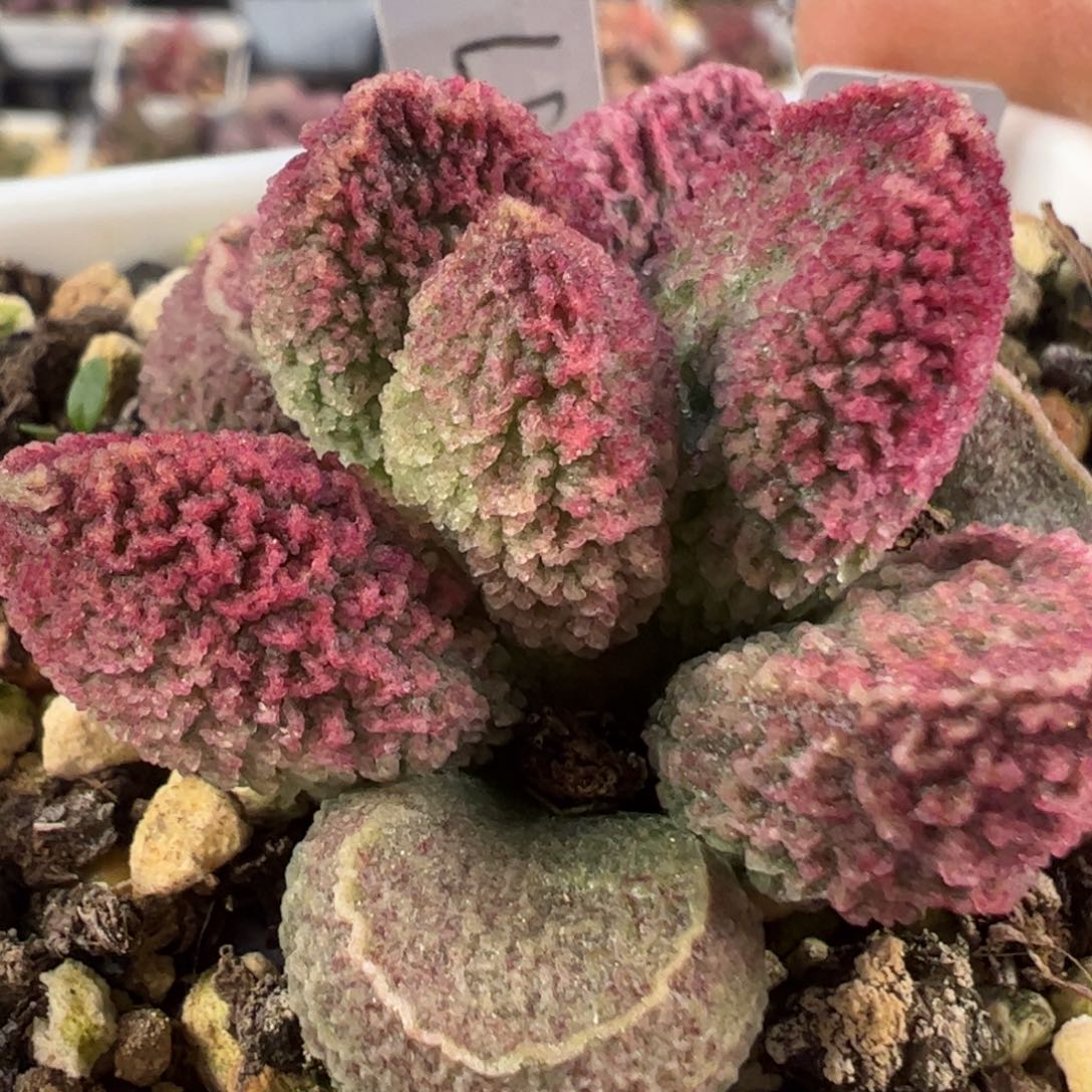 绒毛实生新品多肉植物水泡