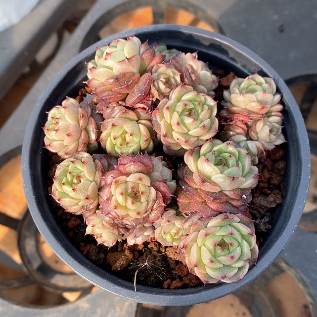 精品多肉一物一拍不包整303