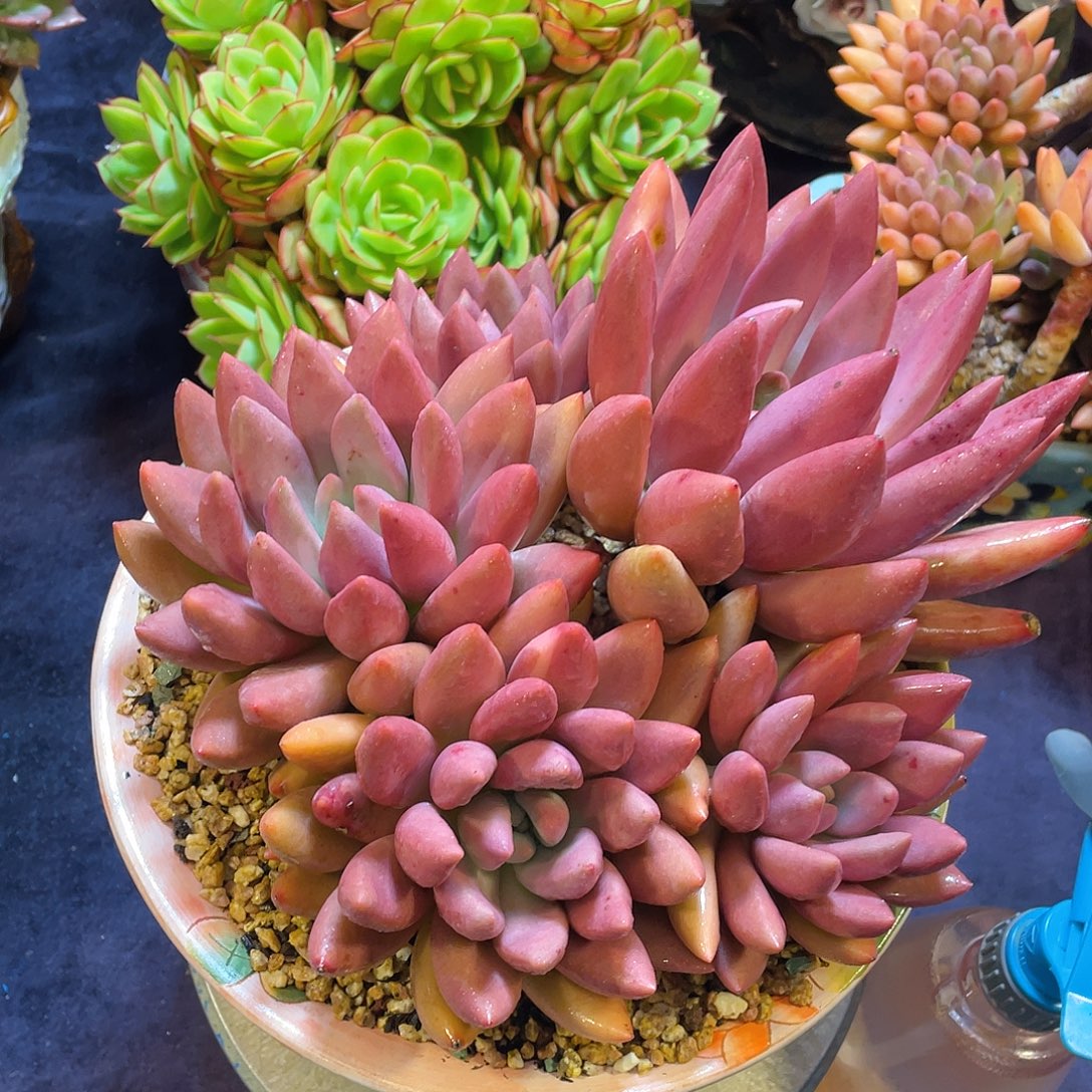 多肉植物脱土包邮