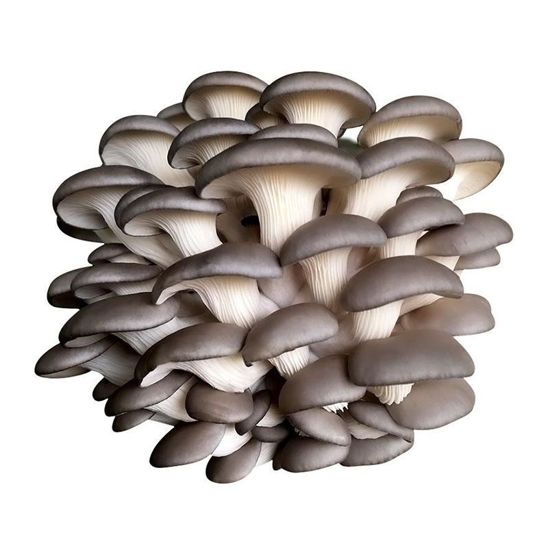 C现挑320g ±15g｜平菇平菇