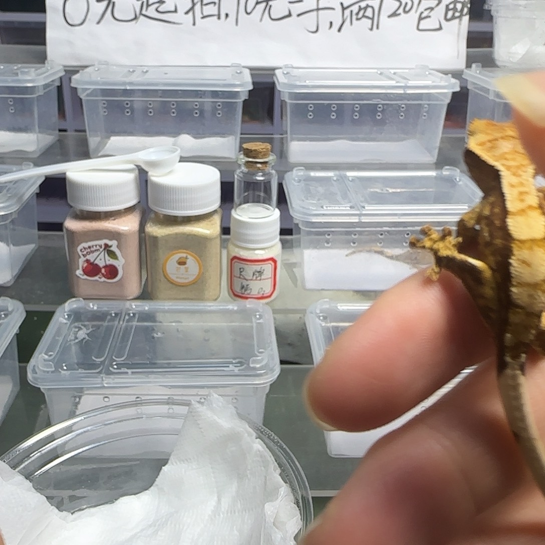 睫角守宫睫角守宫大幼