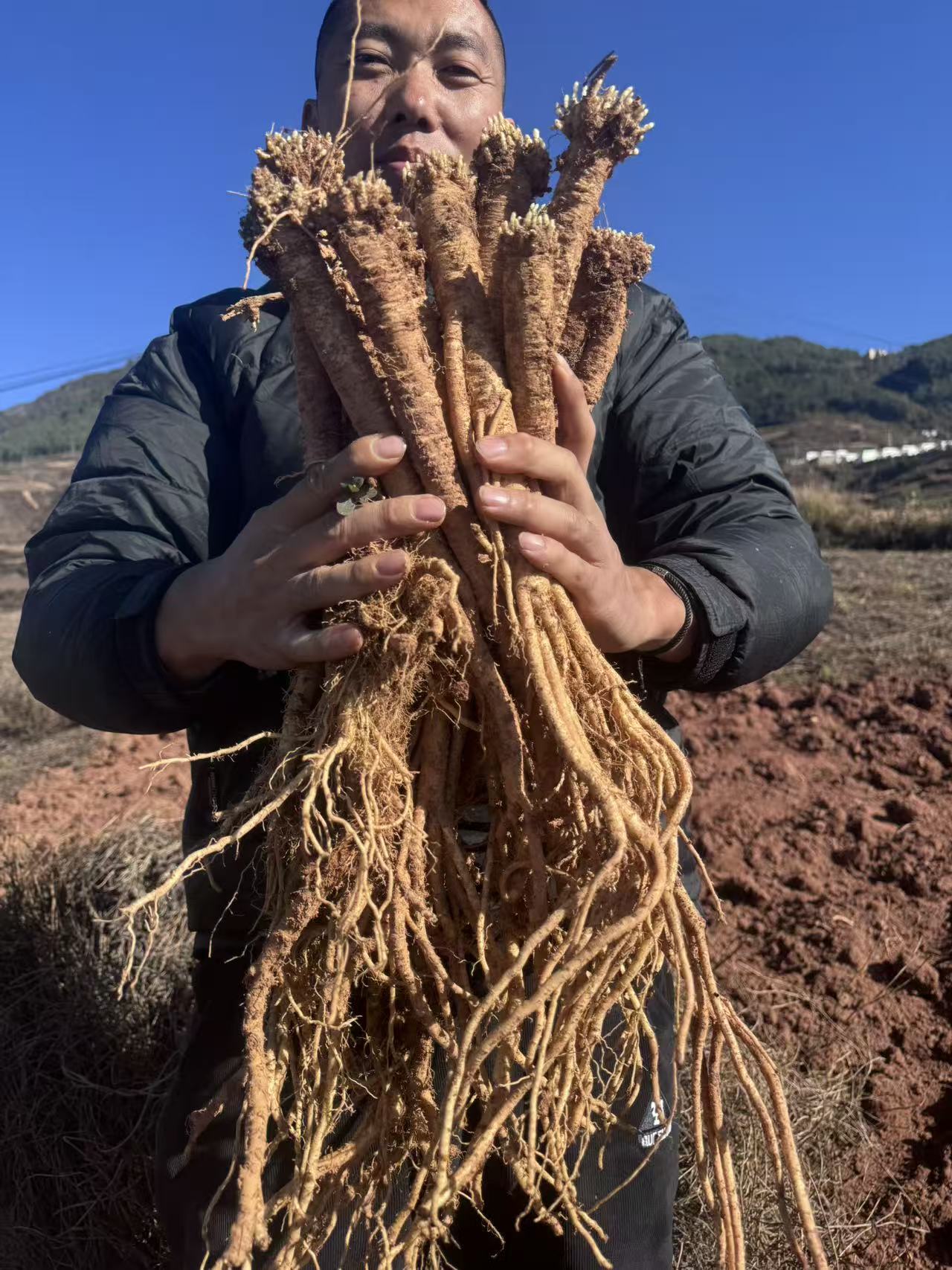 云南新鲜现挖党参可煲汤泡酒有滋补功效