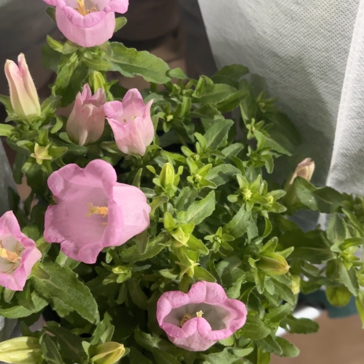 全部花苞酒杯风铃粉色