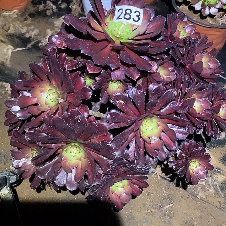 多肉植物法师283铜壶中班