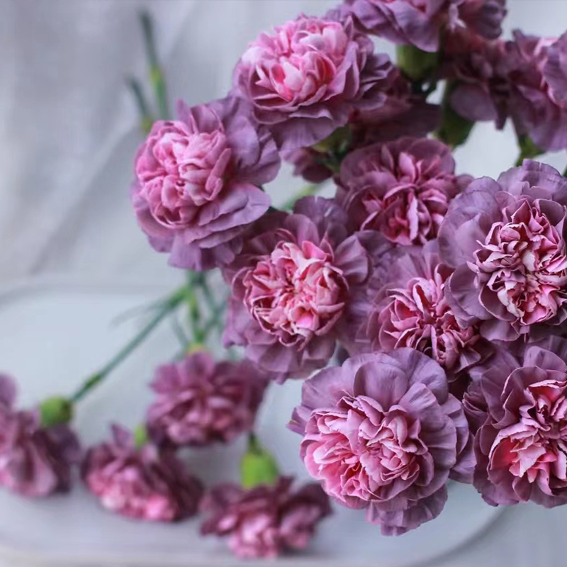 野马多头康乃馨云南鲜花基地直发