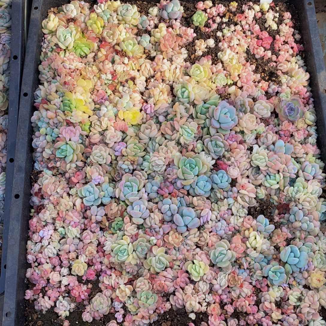 ?*娇502的人生态度是一