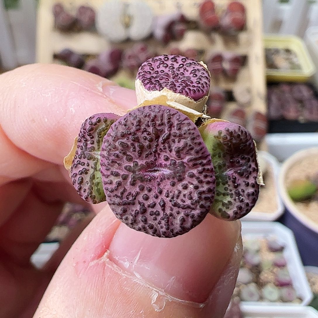 无花朵霓虹安贞一颗……………………………