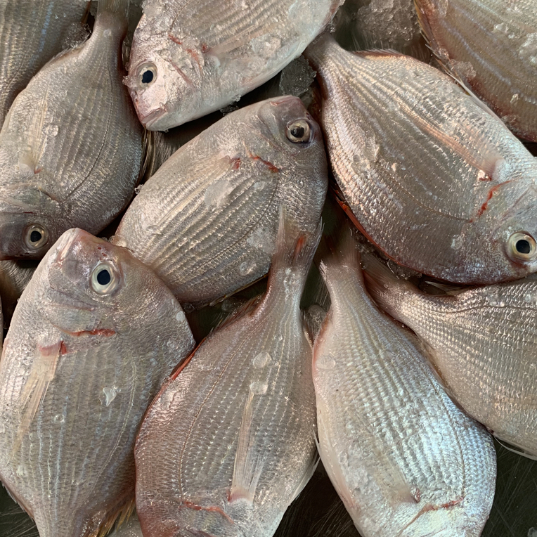 湛江新鲜红立鱼赤棕鱼真鲷鱼无小刺全国顺丰包邮