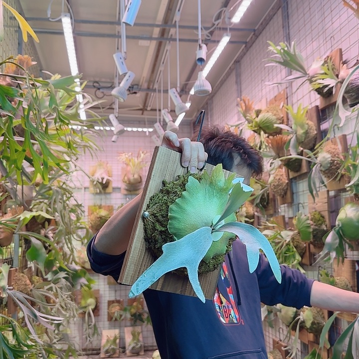 无花朵保罗伟士牌a7 