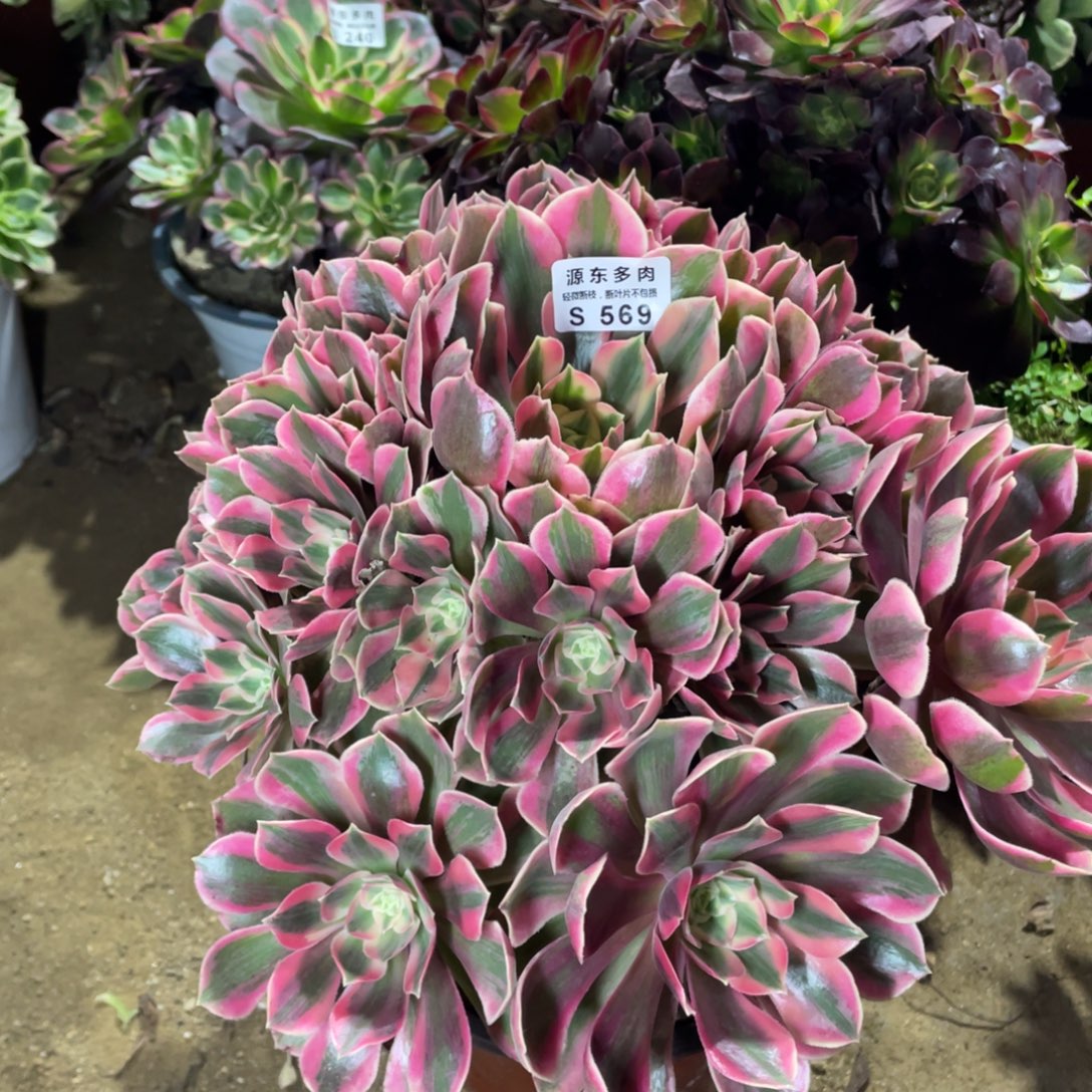 569女妖多肉法师断枝不包