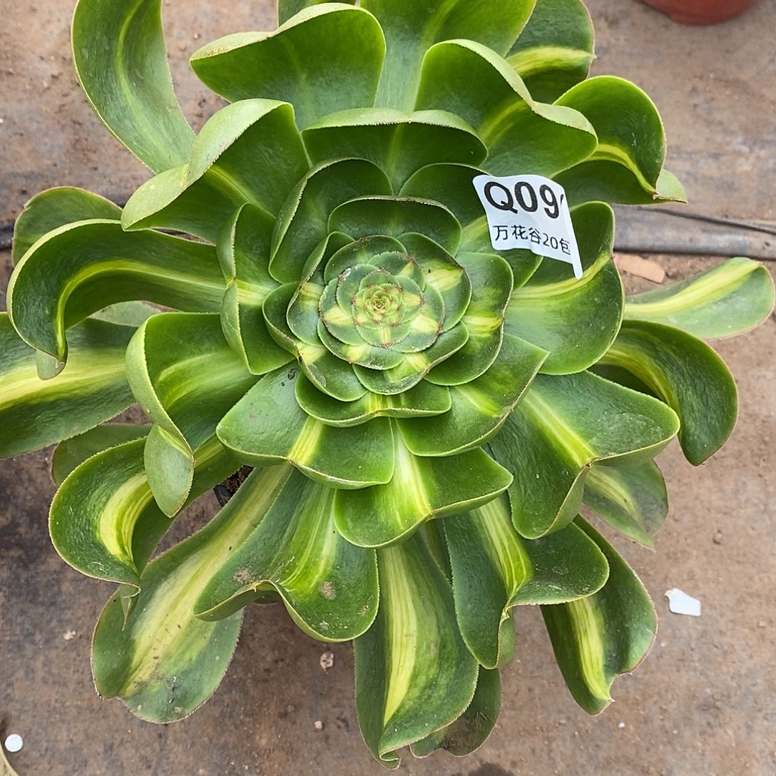 090暴君多肉植物