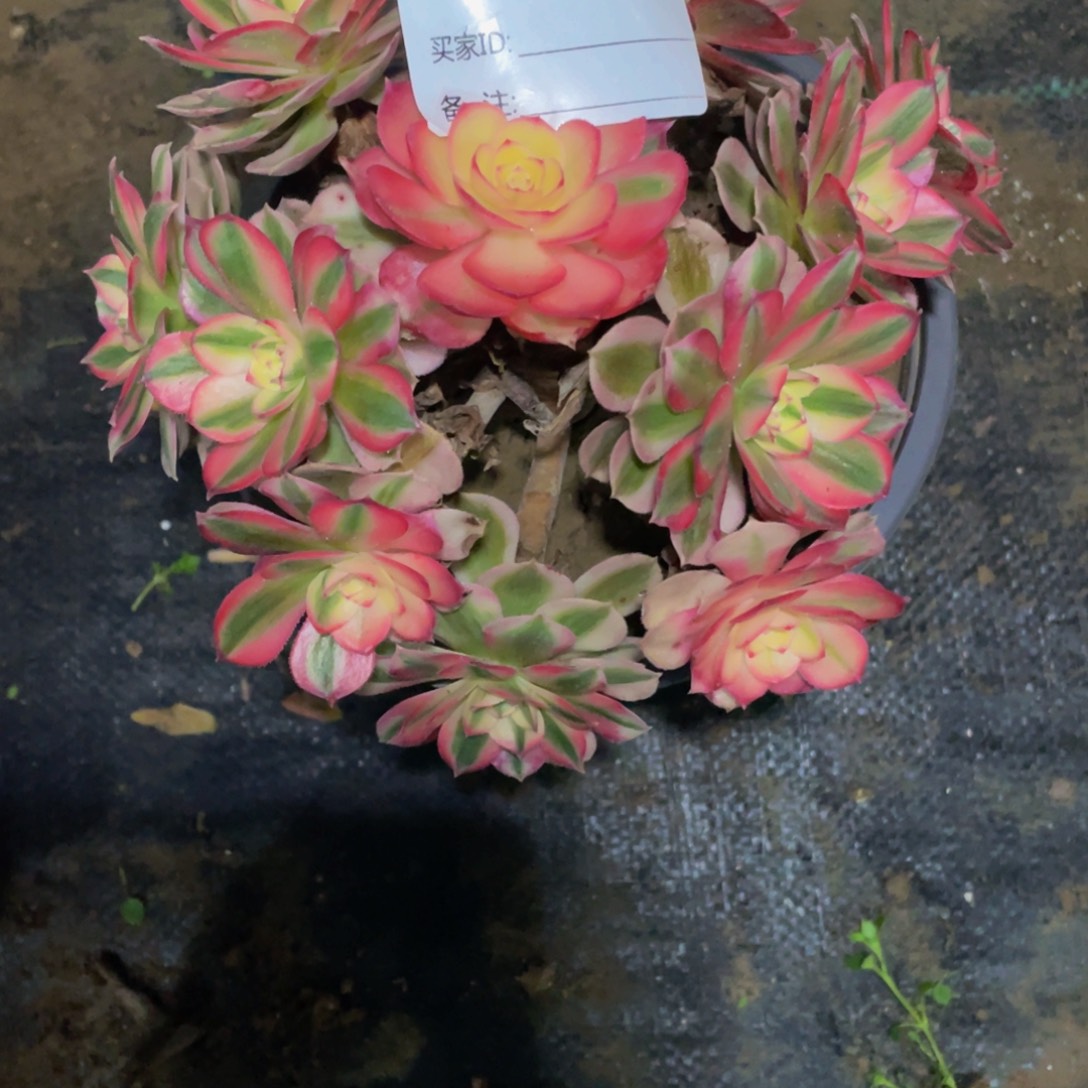 *****165倾城1111多肉111