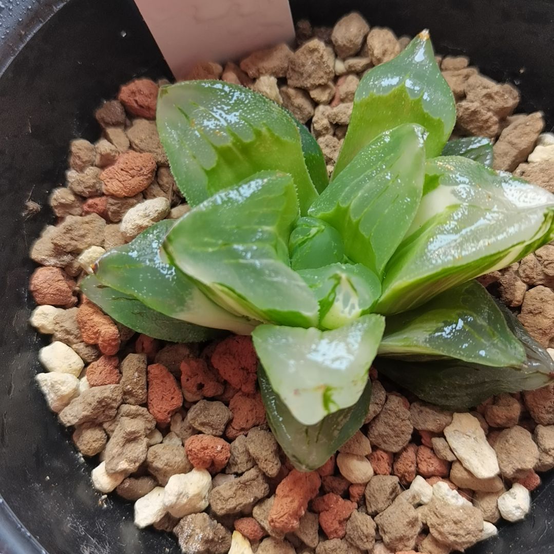 2号冰城锦一物一拍带盆土发货