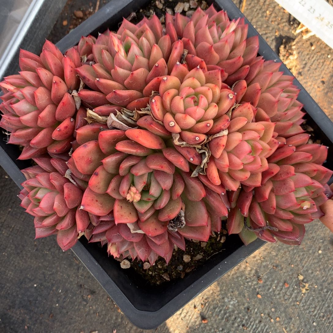 5007杂交多肉植物