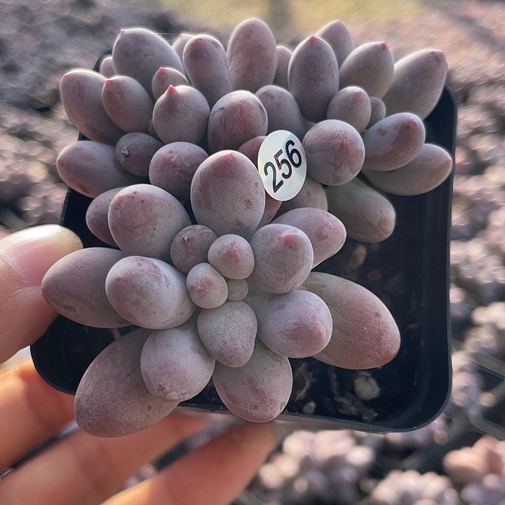 仙子奶酪多肉植物