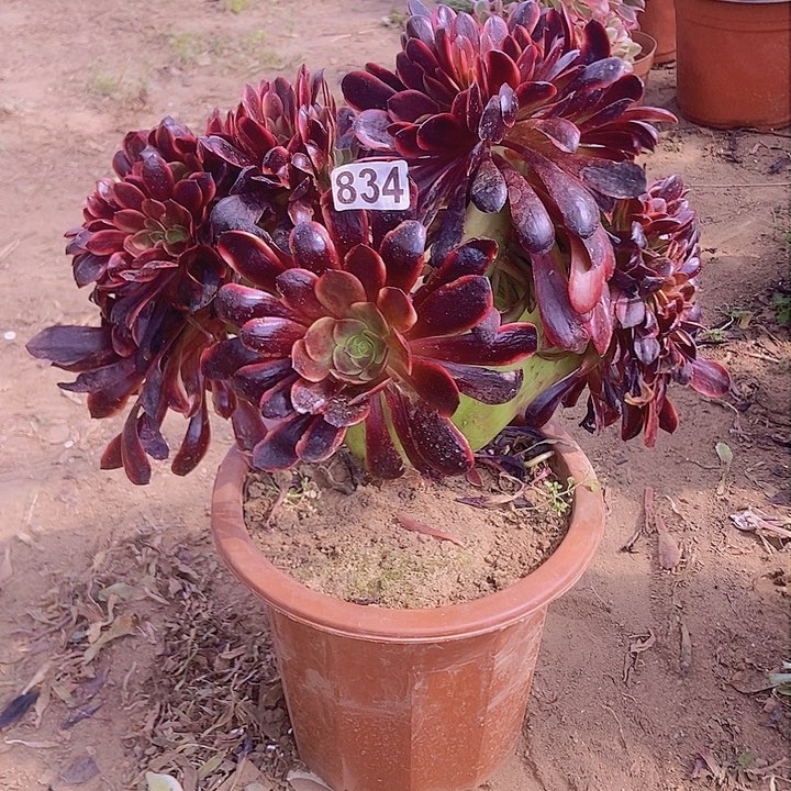 834欧佳丽缀化小板子微瑕疵