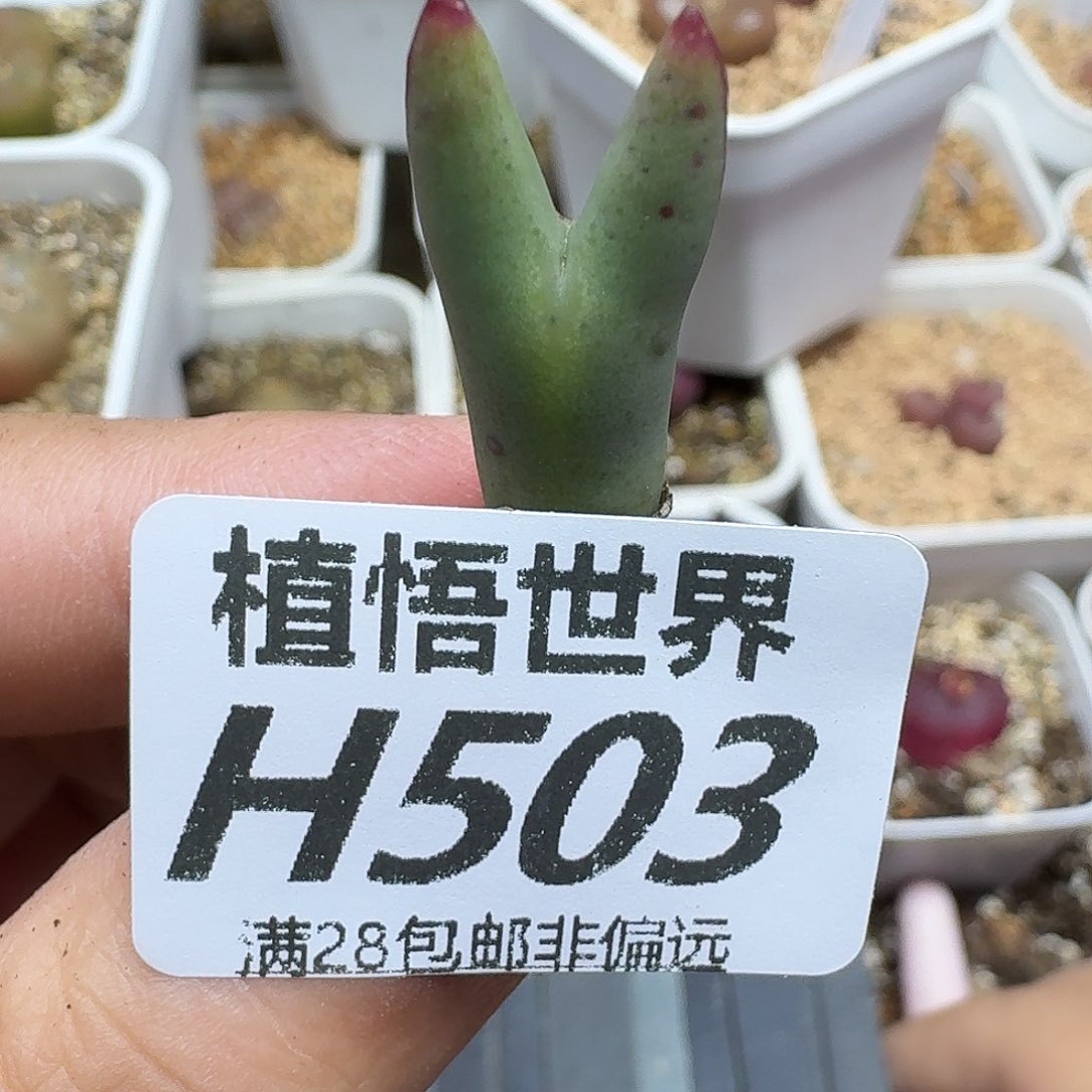 多肉植物的润泽fghhh